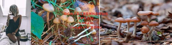марки lsd Бородино